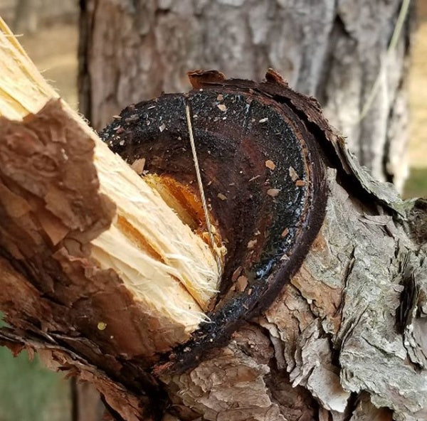 Load image into Gallery viewer, Saw Shemagh: Firestarter sewn button, built-in Kevlar Utility Saw, Fire Tinder border.